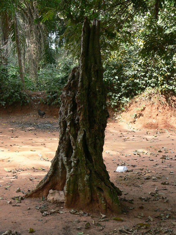 Tree Stump At Mbara Nta Ocha